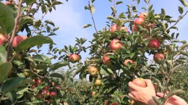 meyve olarak elma toplama