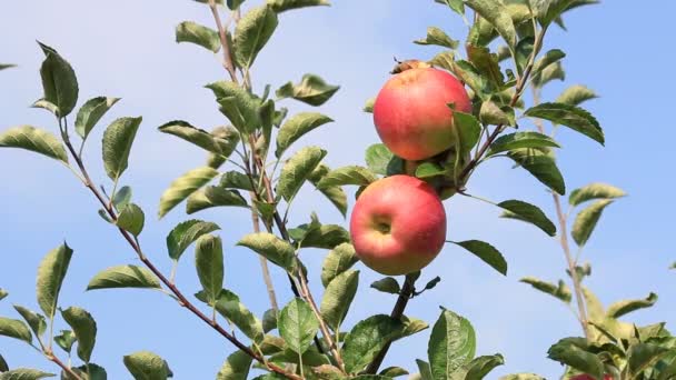 Сбор яблок в саду — стоковое видео