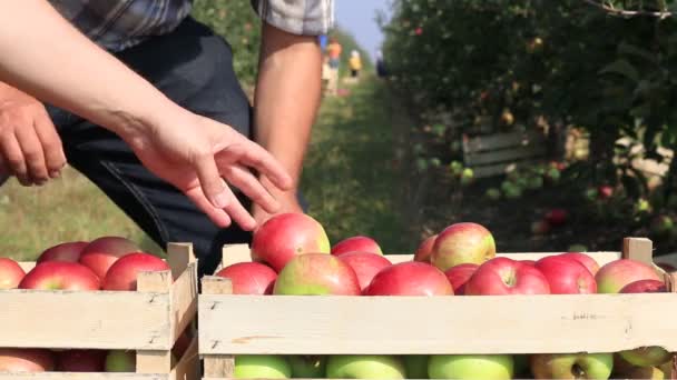 Яблоки в ящиках после сбора урожая — стоковое видео