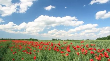 Haşhaş çiçekleri, peyzaj