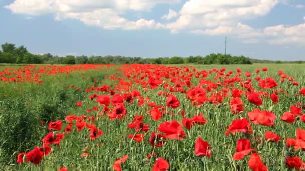 Flores de amapola, paisaje — Vídeos de Stock