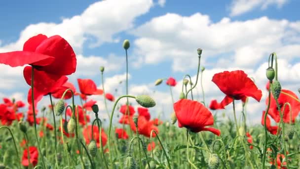 Poppy dancing in the wind — Stock Video