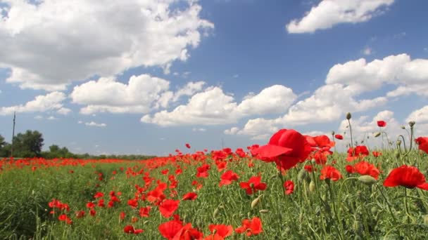 Flores de amapola, paisaje — Vídeos de Stock