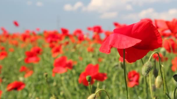 Papaver dansen in de wind — Stockvideo