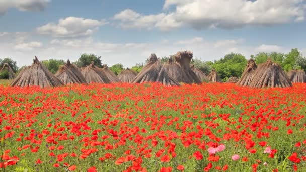 Poppy field dancing in the wind — Stock Video