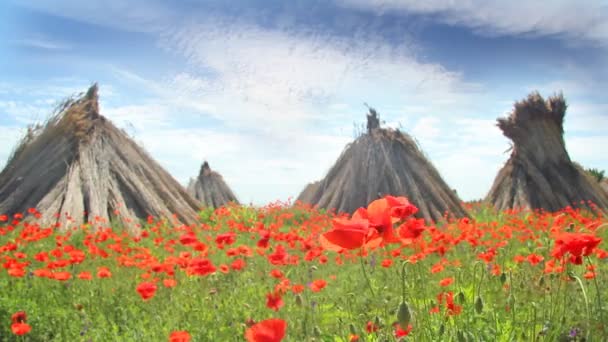 Campo de amapola y caña seca apilada — Vídeos de Stock