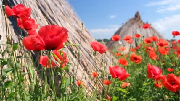 Campo de amapola y caña seca apilada — Vídeos de Stock