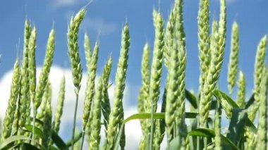 Yeşil buğday alan, düşük açılı