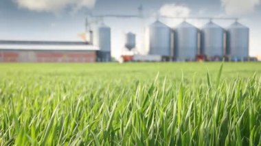 Yeşil buğday alanları ve silo