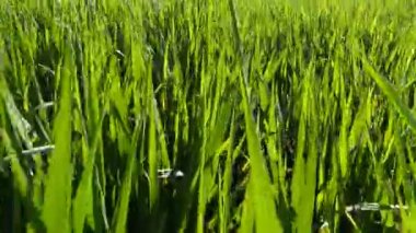 Yeşil buğday alanı yürümek