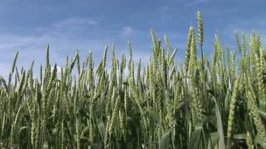 Yeşil buğday alan, düşük açılı