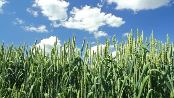 Campo de trigo verde, ángulo bajo — Vídeos de Stock