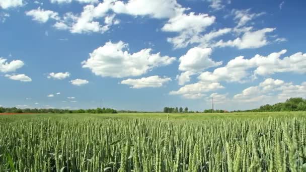 Pole pszenicy zielony, krajobraz — Wideo stockowe