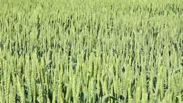 Champ de blé vert dansant au vent 