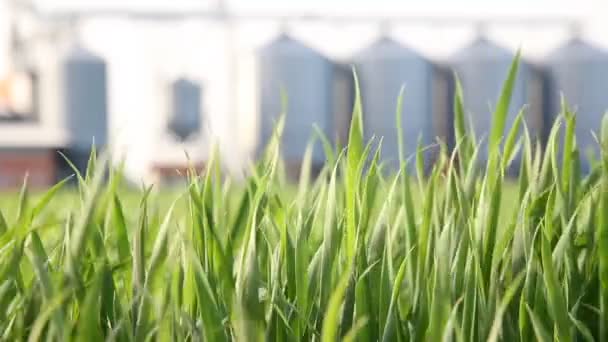 Зеленые пшеничные поля и силосы — стоковое видео