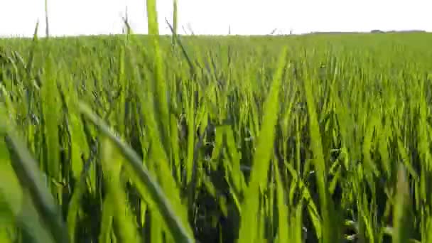 Caminhe pelo campo de trigo verde — Vídeo de Stock