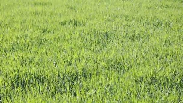 Green wheat field dancing in the wind — Stock Video