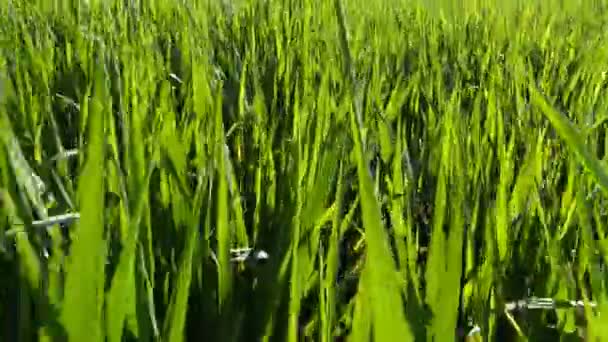 Walk through the green wheat field — Stock Video