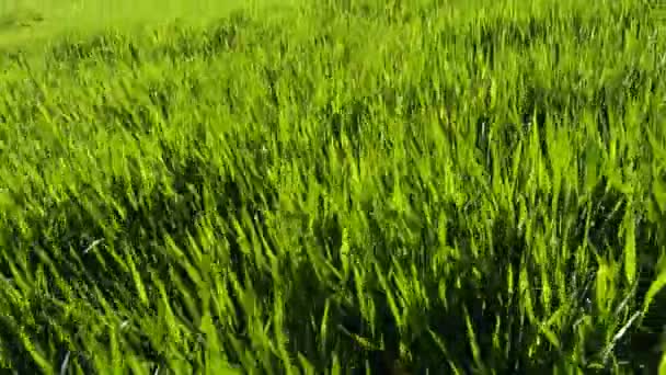 Promenade dans le champ de blé vert 
