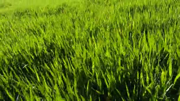 Caminhe pelo campo de trigo verde — Vídeo de Stock