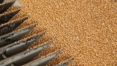 Depodaki buğday taneleri