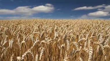 Altın buğday alanları, olgun ve hasat için hazır