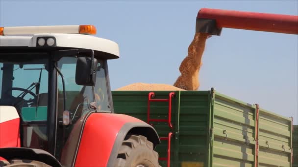 Biçerdöver boşaltma buğday birleştirmek — Stok video