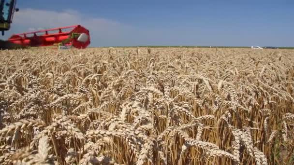 Kombinovat, sklizeň pšenice na poli — Stock video