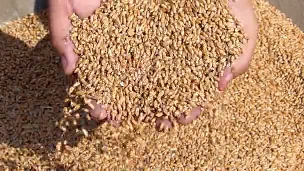 Пшеничное зерно в руке — стоковое видео