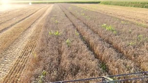 Фермер керує комбайном, урожай пшениці — стокове відео