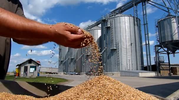 Grão de trigo em uma mão depois da boa colheita — Vídeo de Stock