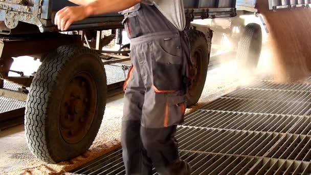 El grano de trigo en un silo después de la cosecha, cámara lenta — Vídeo de stock