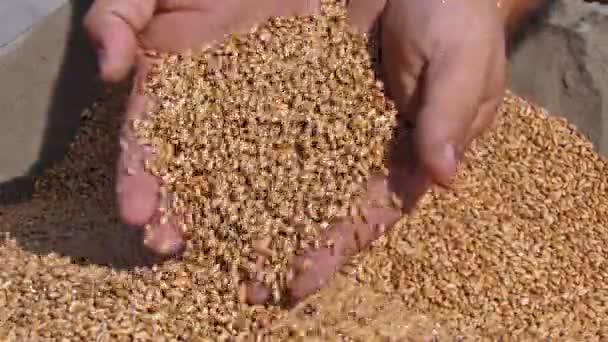 Grano de trigo en una mano — Vídeos de Stock