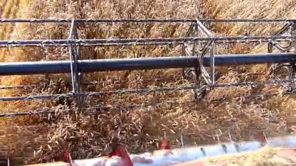 Сбор пшеницы, объединить в действии замедленное движение — стоковое видео