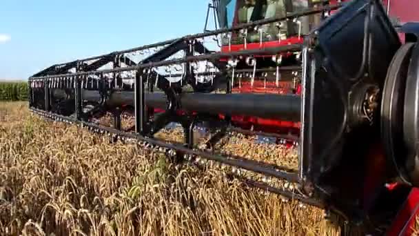 Récolte de blé, combiner en action au ralenti 