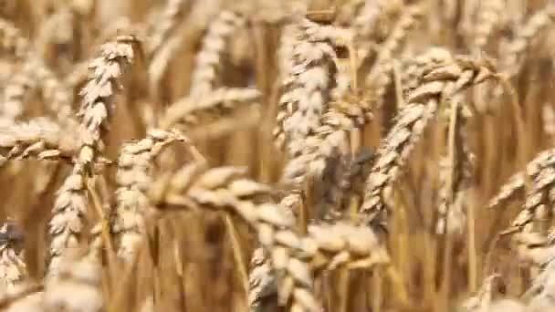 Golden wheat field timelapse — Stock Video