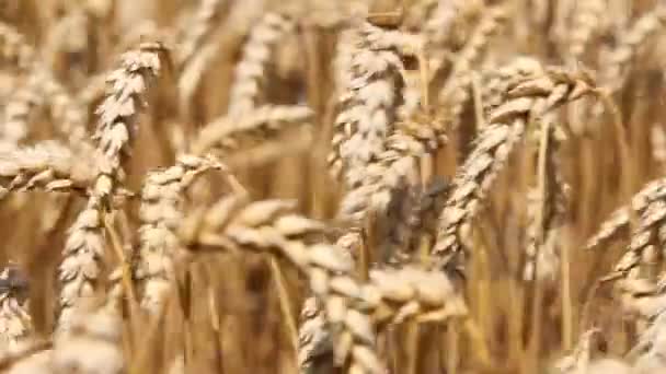 Champ de blé doré timelapse 