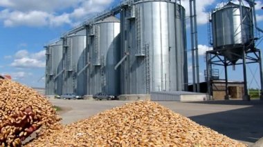 İyi hasat sonra elinde buğday tahıl