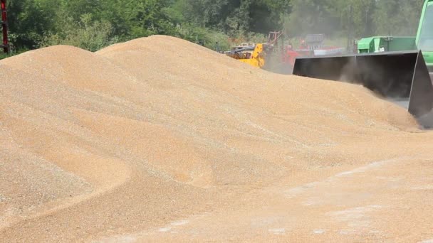 Carregador transporta trigo após a colheita — Vídeo de Stock