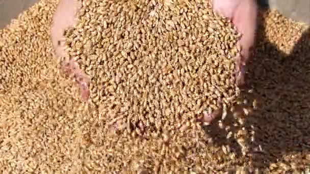 Grano de trigo en una mano, cámara lenta — Vídeos de Stock