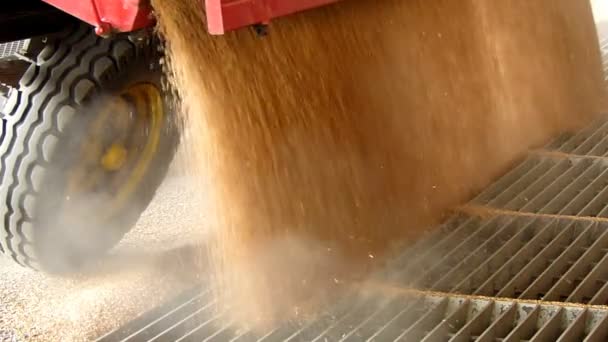 Пшеничное зерно в бункере после сбора урожая, замедленная съемка — стоковое видео