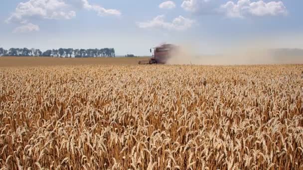 Cosecha de trigo, Combinar en acción — Vídeos de Stock