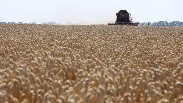 Sklizeň pšenice, kombinovat v akci — Stock video