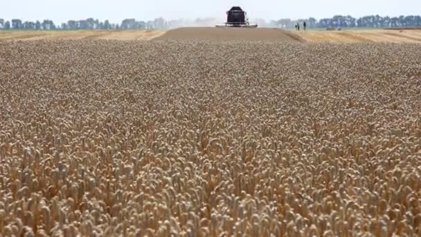 Colheita de trigo, Combinar em ação — Vídeo de Stock