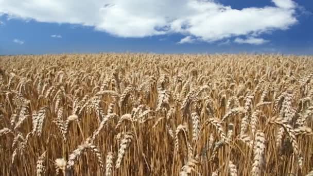 金色の麦畑の風景 — ストック動画