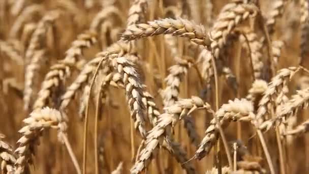 Golden wheat field is ripe and ready for harvest — Stock Video