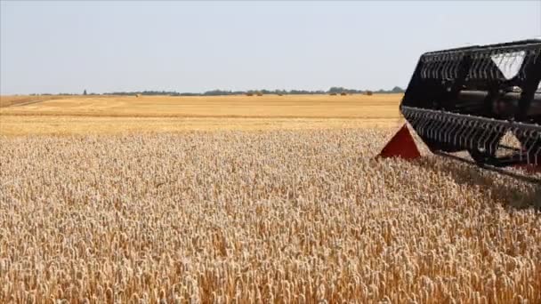 Sklizeň pšenice, kombinovat v akci — Stock video