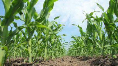Yeşil mısır tarlası