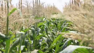 Yeşil mısır tarlası