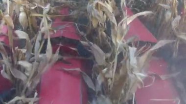 Hasat Mısır ağır çekim